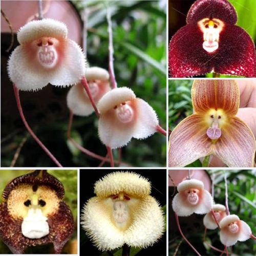 100pcs Monkey Face Orchid Flower Seeds Plant Seed Bonsai Home Garden Decor 