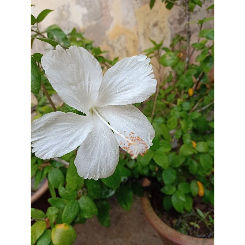 Pokok Bunga Raya Putih Hibiscus Rosasinensis Ialah Sejenis Tumbuhan Berbunga Sepanjang Tahun Shopee Malaysia