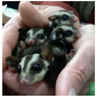 100 Names For Pet Sugar Gliders