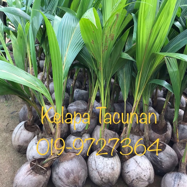 Pokok Kelapa Tacunan Original Shopee Malaysia