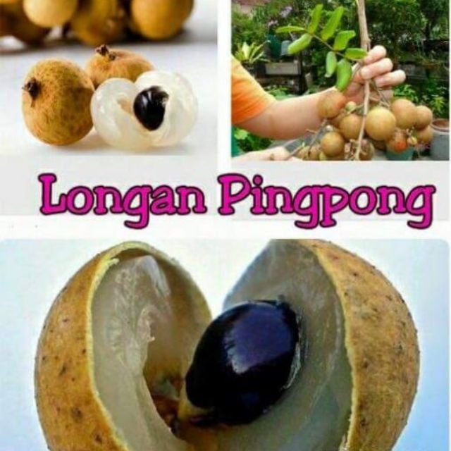 أحرز هدفا تطويق تركيز buah longan pingpong 
