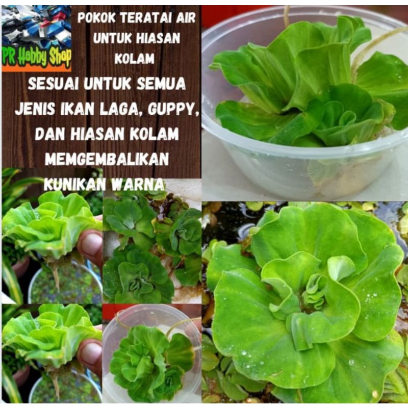 Buy Pokok Kiambang Ros Air Sesuai Untuk Hiasan Kolam Dan Juga Untuk Ikan Laga Guppy Lobster Rm 10 90 Percup Seetracker Malaysia