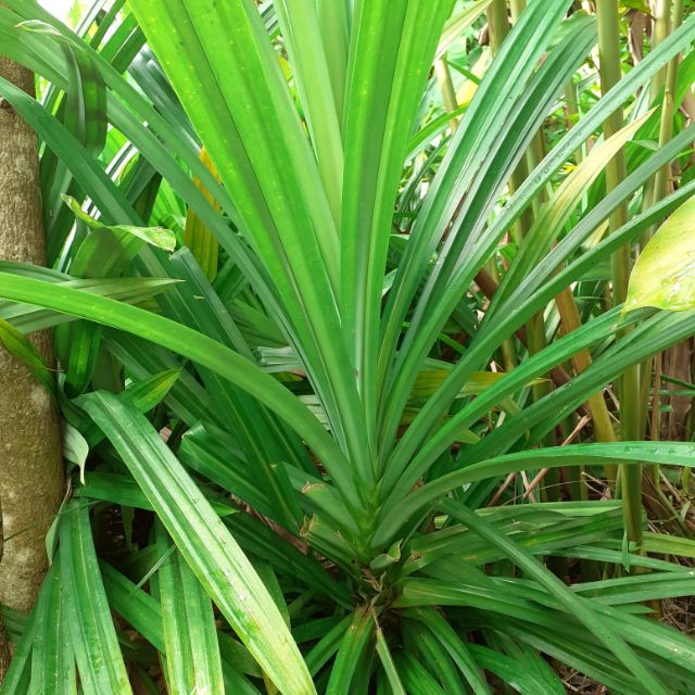  Pokok Pandan  Anak Pokok  Shopee Malaysia