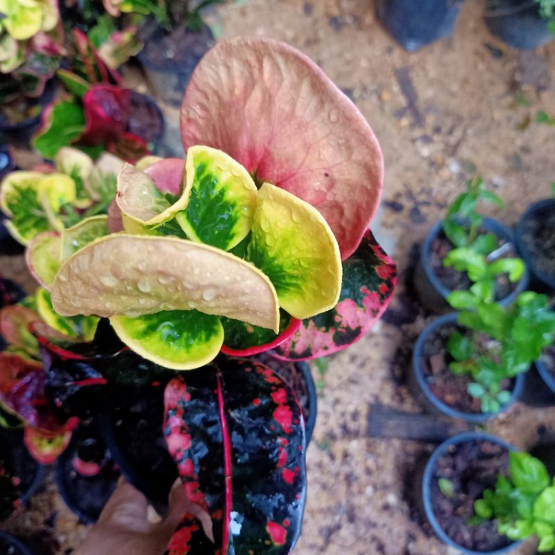 Buy Az Pokok Puding Siam Seetracker Malaysia