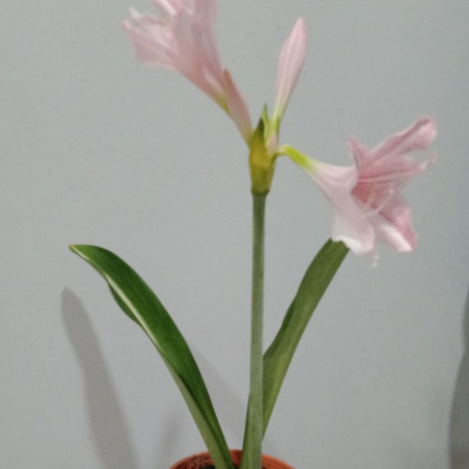 Buy Amaryllis Lily Belladonna Pokok Bunga Bakung Seetracker Malaysia