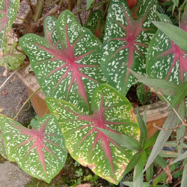 Pokok Keladi Hijau Merah Rintik Shopee Malaysia