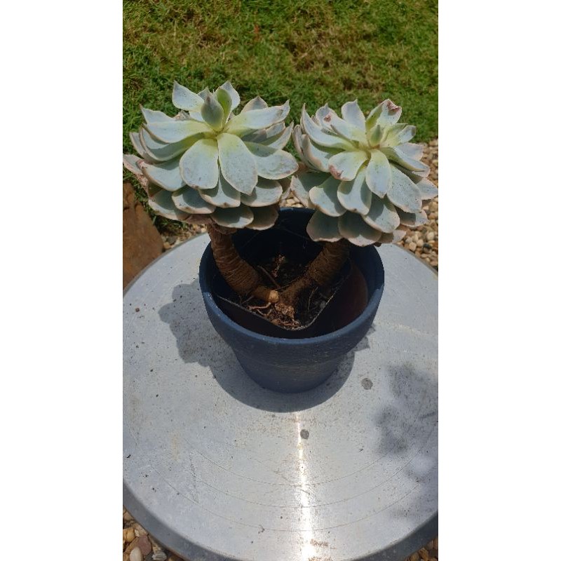 皮氏锦echeveria Subsessilis Variega