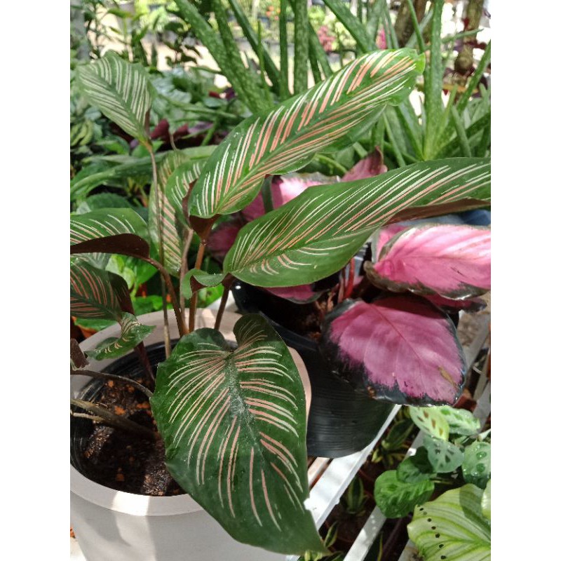 Buy Ready Stock Calathea Pokok Hiasan Tanaman Hiasan Landskap Home Deco Indoor Plant Outdoor Plant Seetracker Malaysia