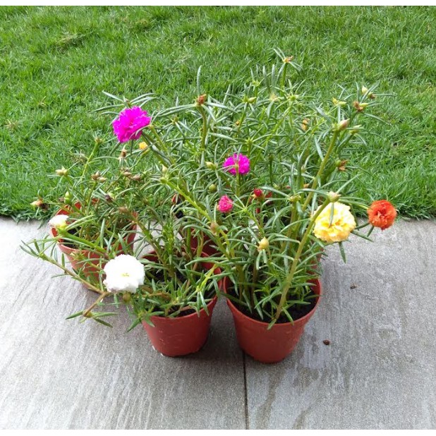 Buy Portulaca Grandiflora Moss Rose Double Petal Rose Jepun Cuttings Keratan West Malaysia Only Ready Stock Seetracker Malaysia