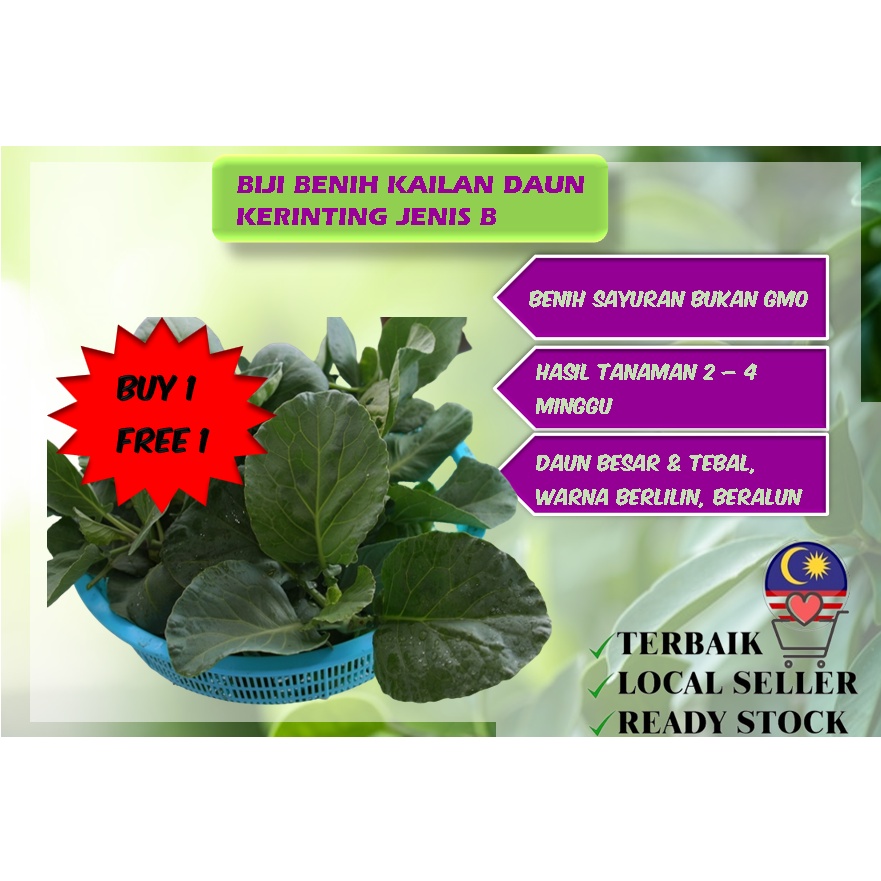 BIJI BENIH KAILAN DAUN KERINTING JENIS B / TYPE B CURLY LEAF CHINESE ...