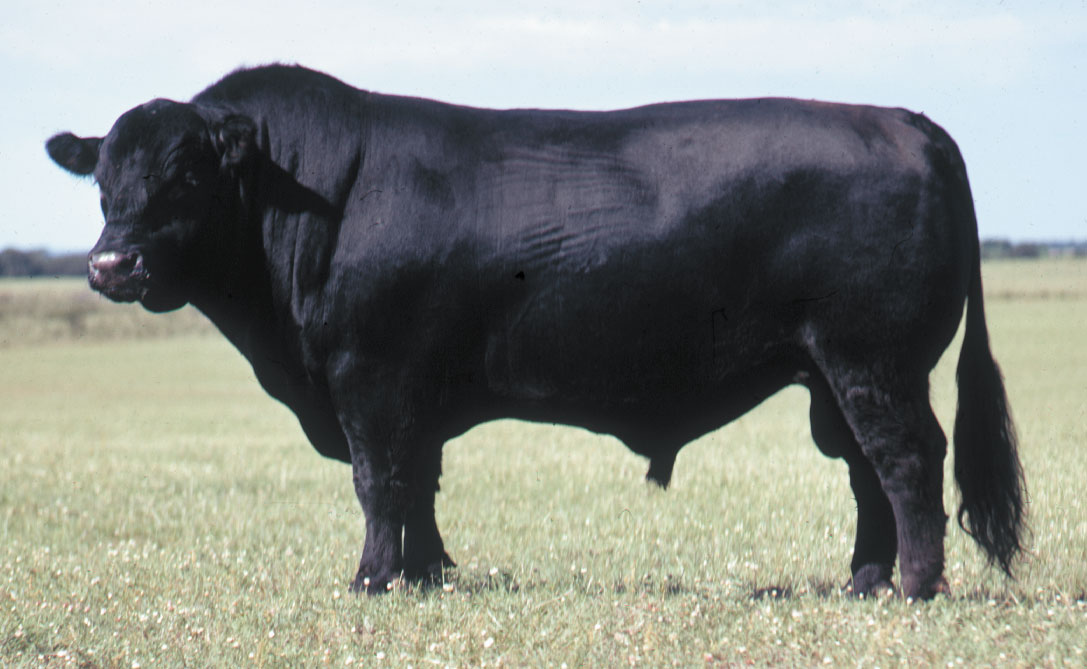 Australian Chill ANGUS Beef Ribeye Grade AA+ (250g-300g) Grain Fed