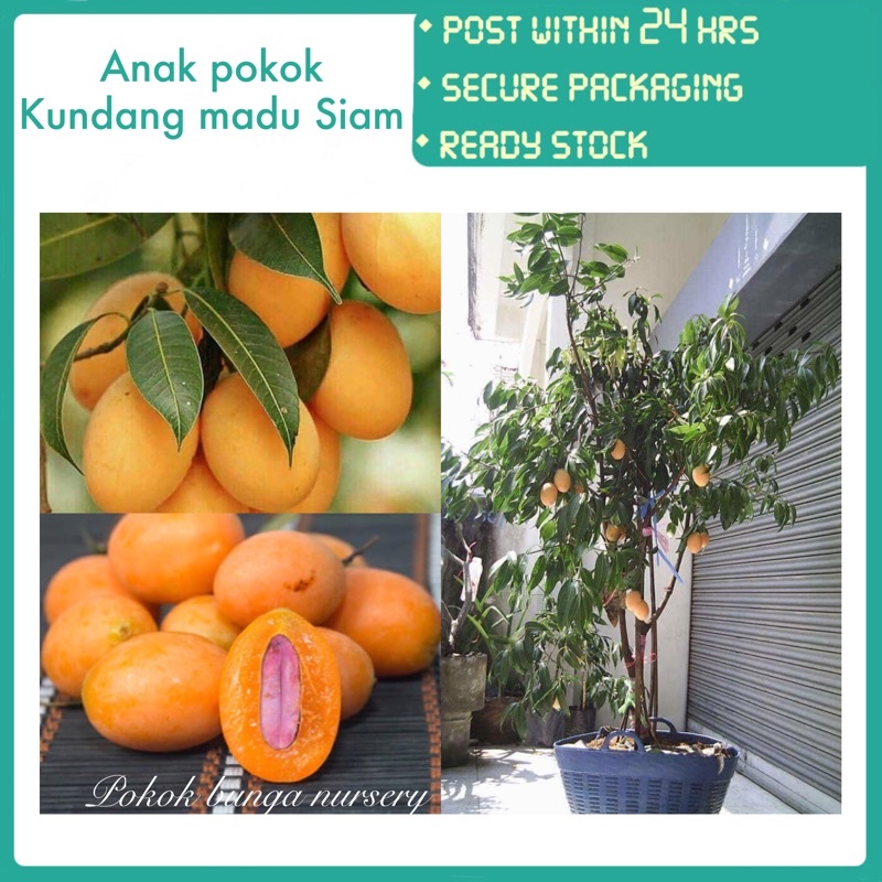 PBN - Anak Pokok Kundang Madu Siam Hybrid - Mariam Plum Pokok Bunga ...