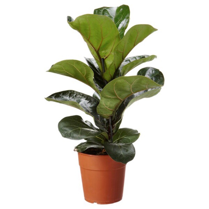 Ficus lyrata indoor plant | Shopee Malaysia