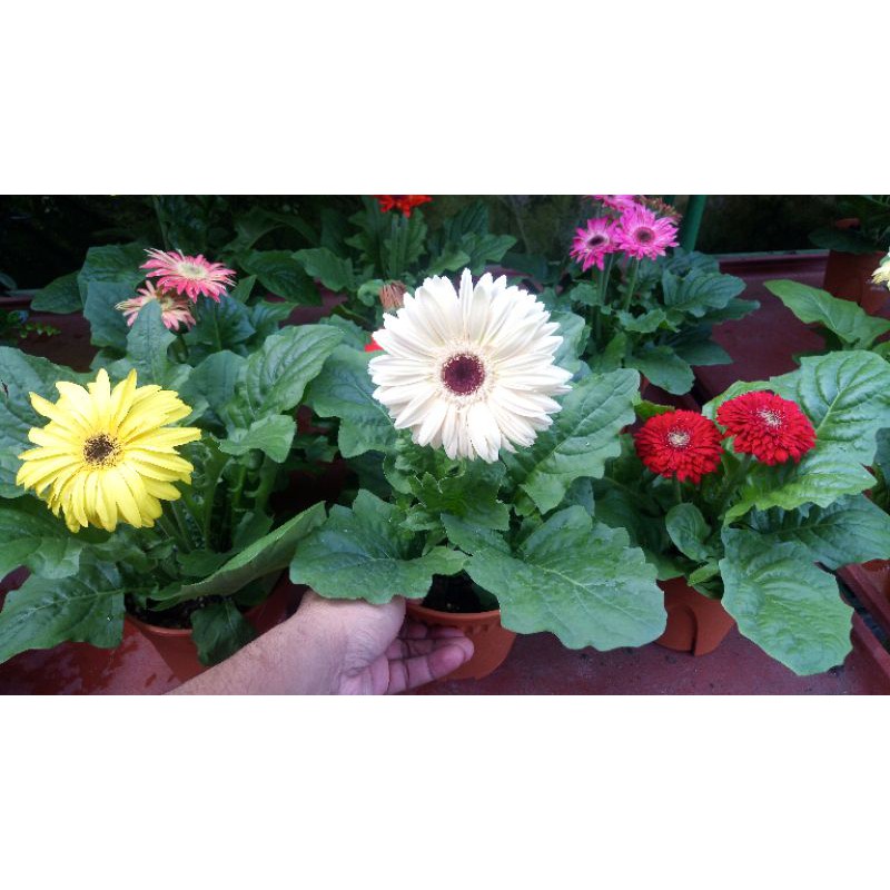 Anak Pokok Bunga Daisy Cantik Daisy Flower Live Plants Gerbera 