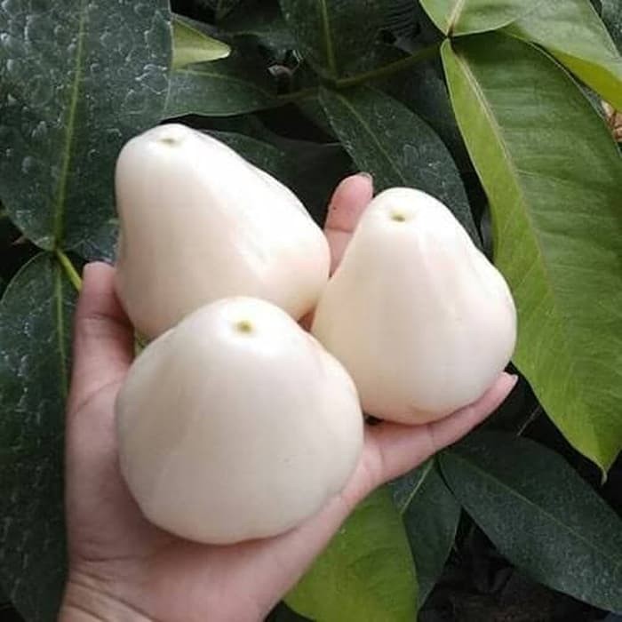 Jambu susu