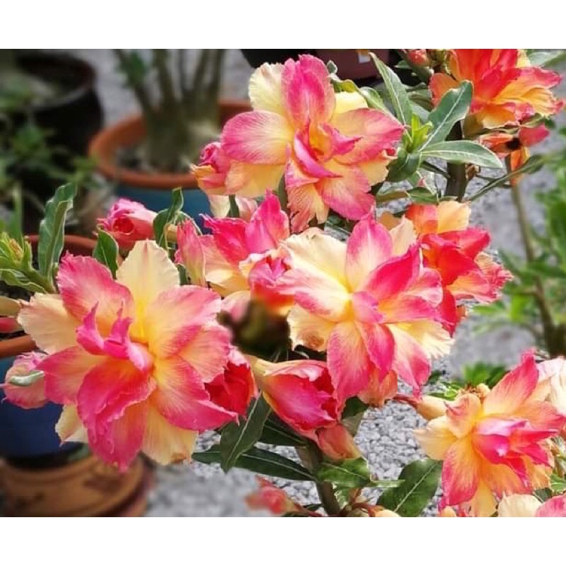 Adenium Obesum Maple 沙漠玫瑰富贵花 枫 Shopee Malaysia