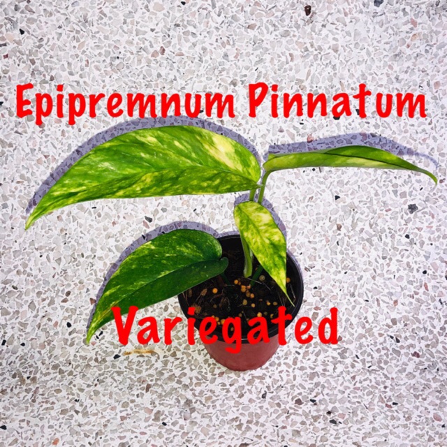 Epipremnum Pinnatum Yellow Variegated Pokok Plant Shopee Malaysia