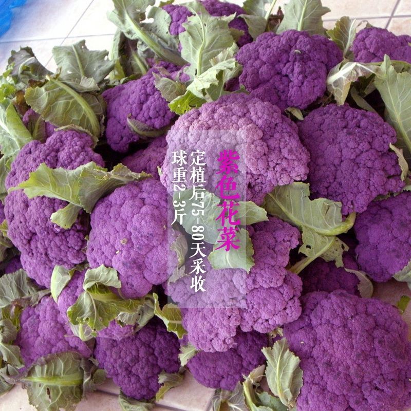 花菜种子100粒紫色花菜种子紫色花椰菜种子春秋两季紫花菜种子 Shopee Malaysia