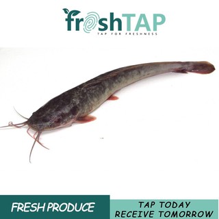 Ikan Keli Cat Fish Tch Frozen Food Fresh Frozen Seafood Wholesale Supplier Fillet Salmon Ayam Shopee Malaysia