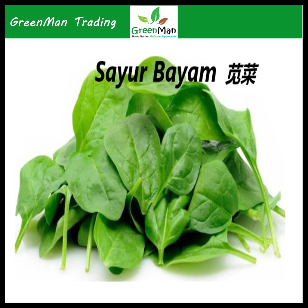 20g Seed Of Sayur Bayam Biji Bernih Amaranth Vegetable Shopee Malaysia