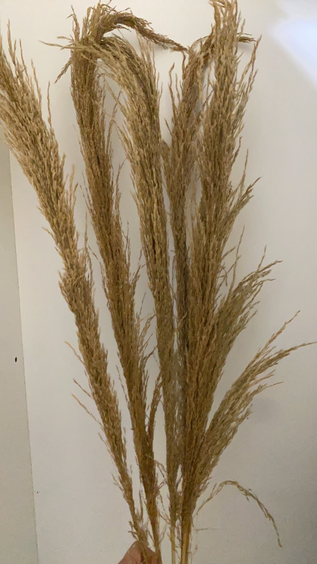 Daun Pampas Kering Artificial Dry Leaves Wedding Flower Daun Pampas Kering Artificial Dry Leaves Wedding Flower