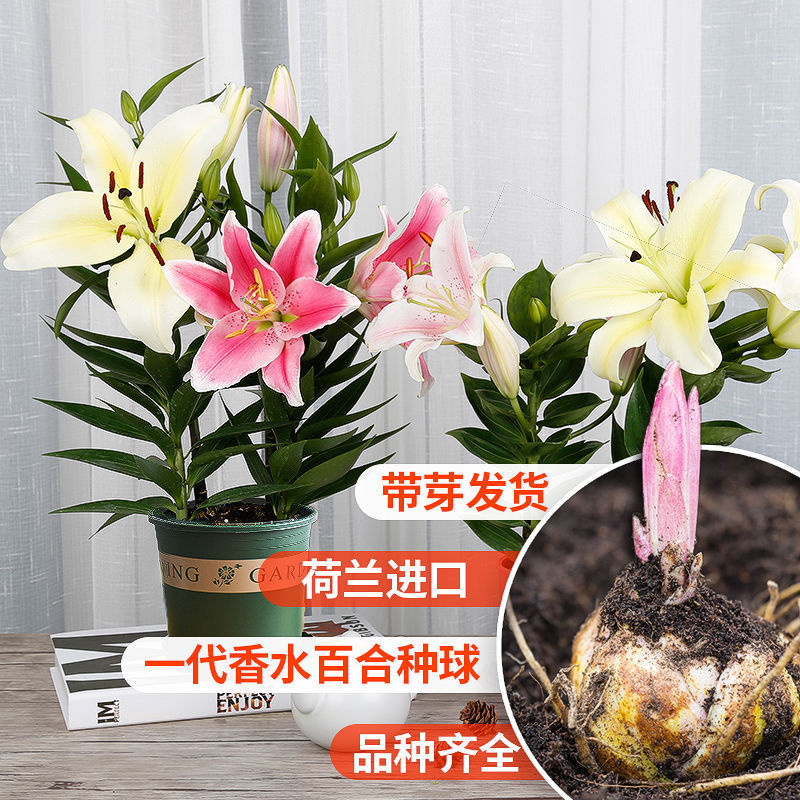 香水百合种球百合花种子四季室内易活阳台花卉盆栽室内百合花盆栽