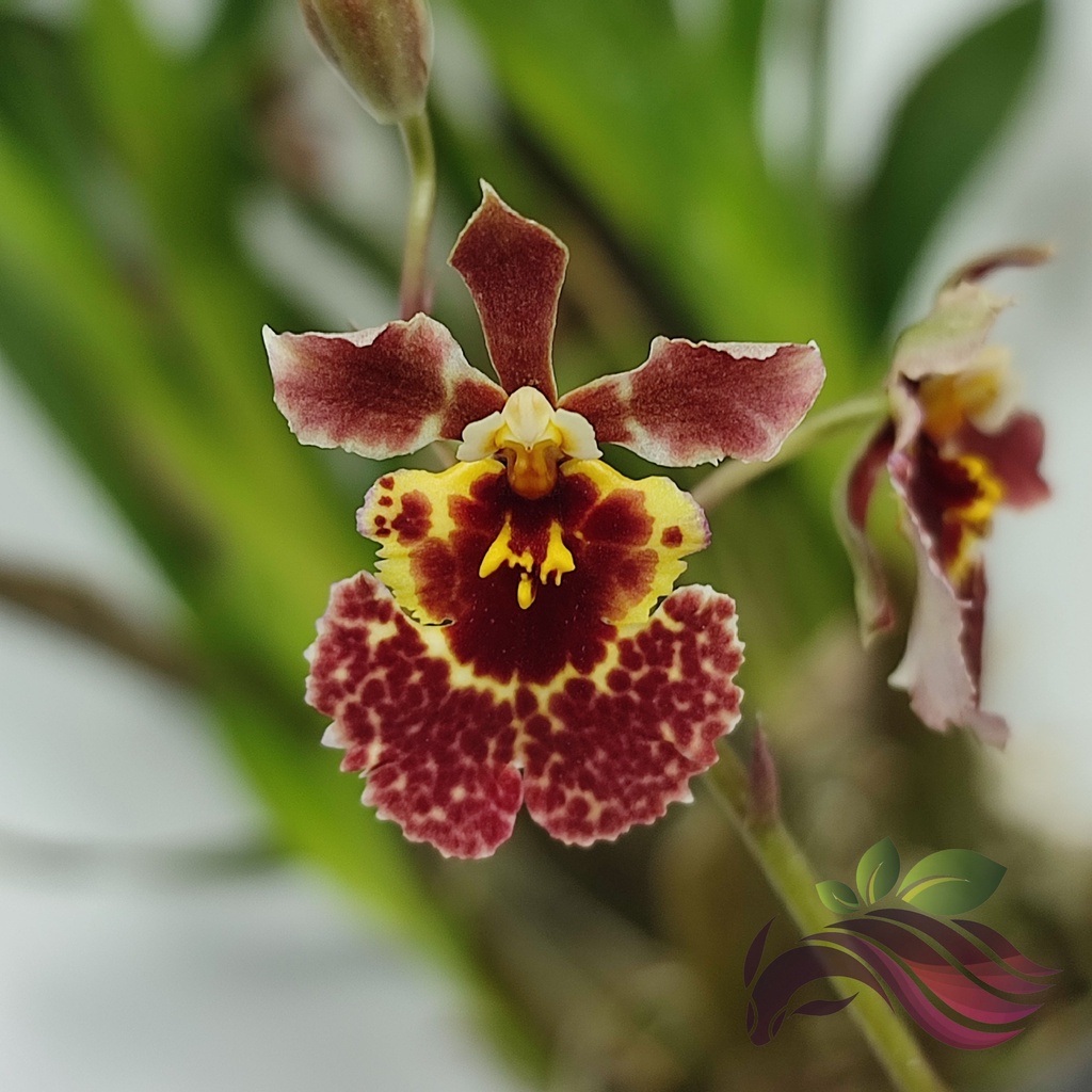 Orchid Dancing Lady Orchid Mini Oncidium By Ls Group Shopee Malaysia