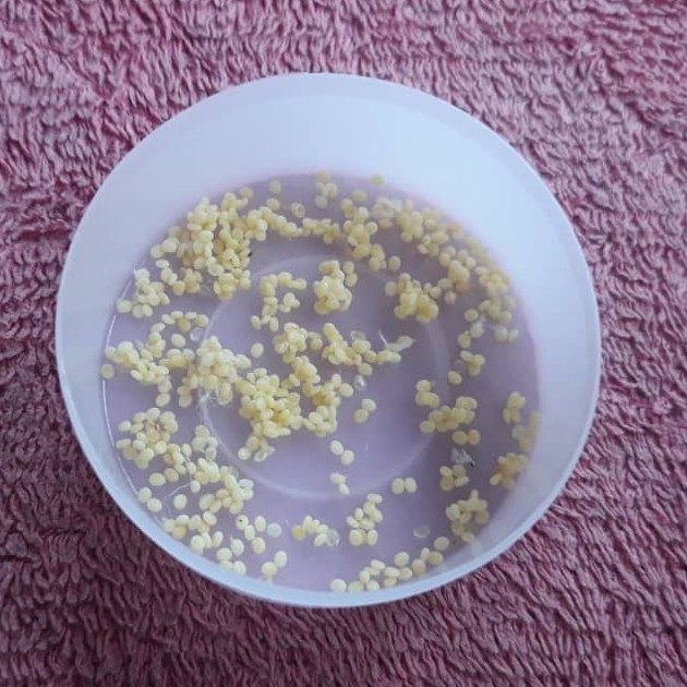 SILKWORM eggs for SALE Shopee Malaysia