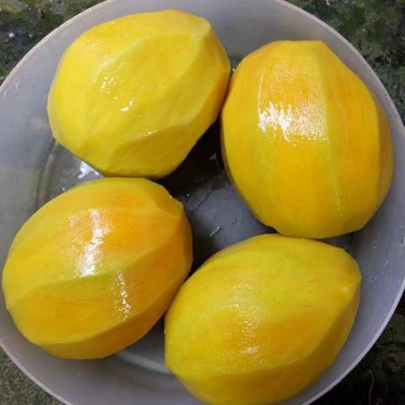 Buy Buah Mangga Kuini Buah Mache Buah Krini Pelbagai Jenis Buah Mangga Mangga Lemak Seetracker Malaysia