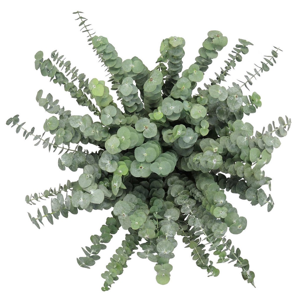 Fresh Eucalyptus Leaf x 500gms (only delivery within KL & pj area