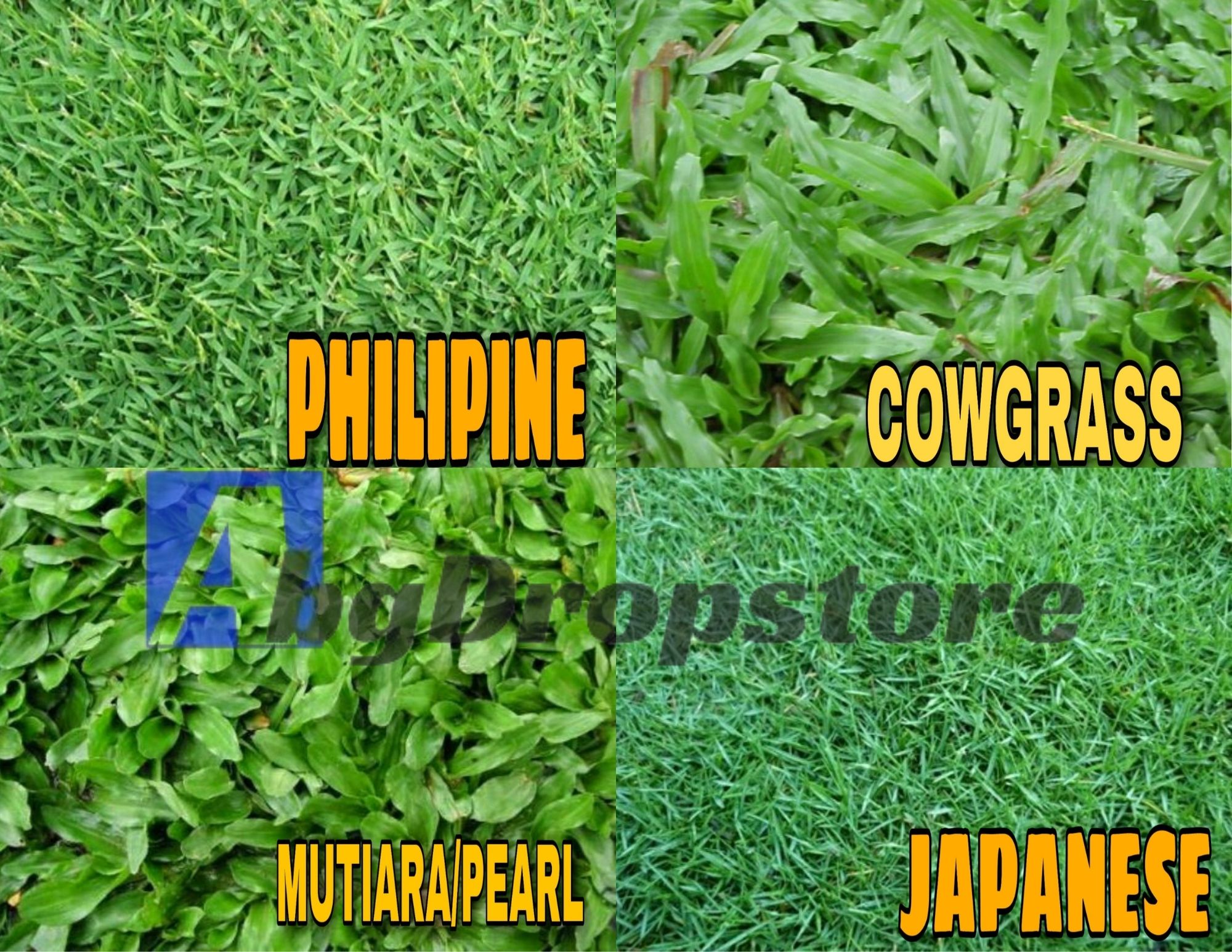 [MAX 10 KEPING SAHAJA]Pembekal Rumput Karpet Hidup / Carpet Grass