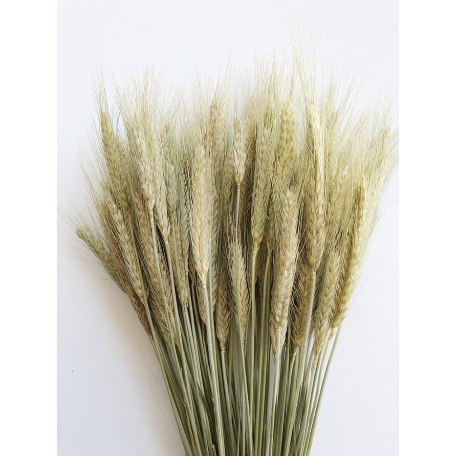 Natural Dried Wheat Rice