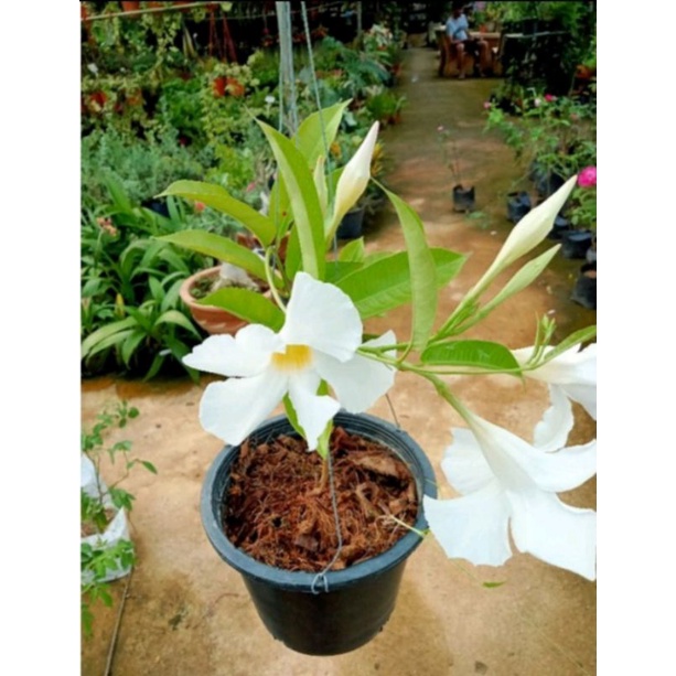 Pokok Bunga Mandevilla Putih Mandevilla White Flower Pokok Menjalar Shopee Malaysia