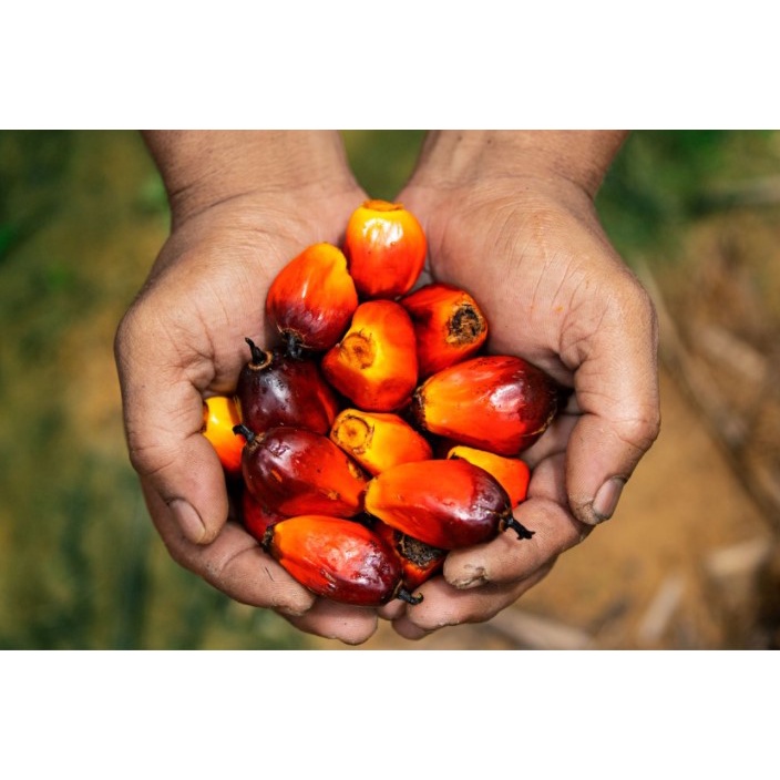 Palm Oil (Cosmetic Grade) 5L