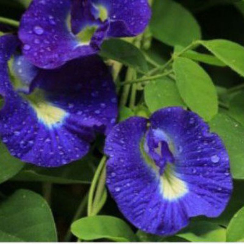 Bunga Telang Biji Benih Anak Pokok Butterfly Pea Bunga Nasi Kerabu Shopee Malaysia