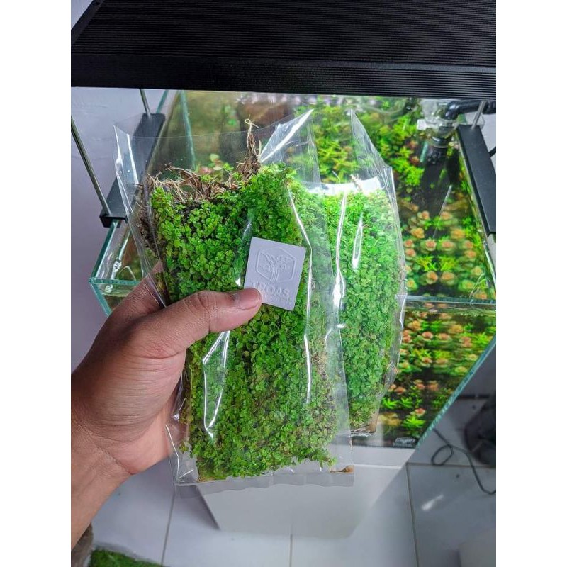 Monte Carlo Aquascape | Shopee Malaysia