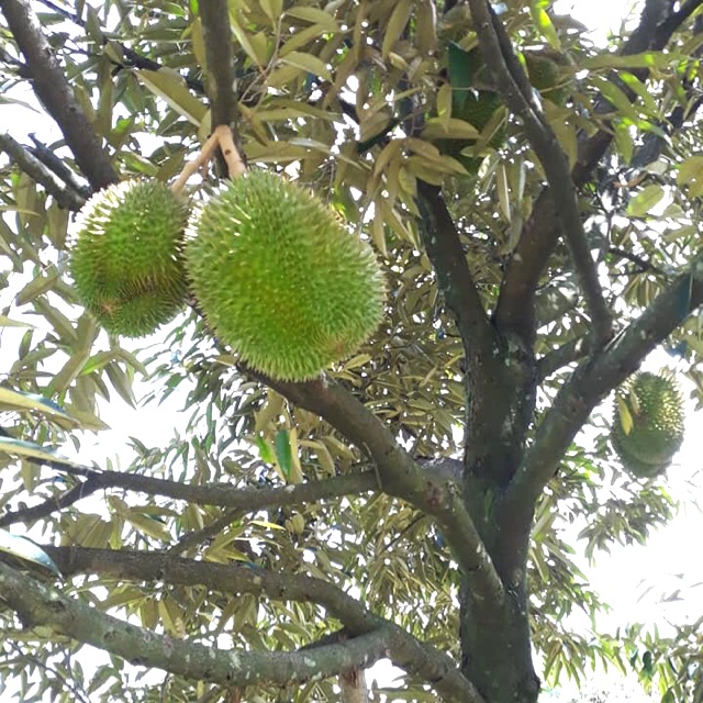 Baja Pokok Durian Kahwin Musang King ioi D24 ( BANYAKKAN ...