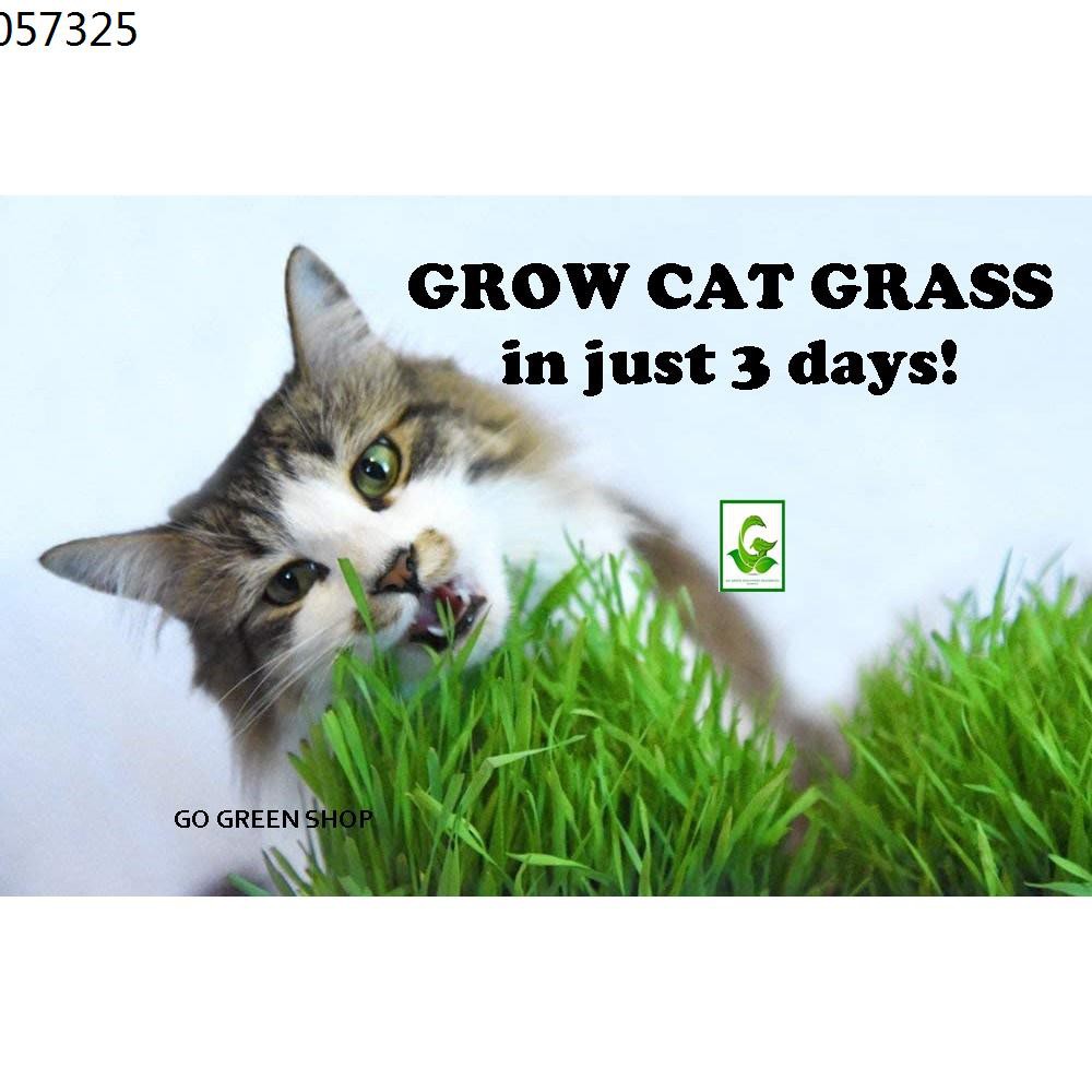 Umpan tiruan Rumput tiruan Rumput karpet tiruan ☉UNTUK KUCING 