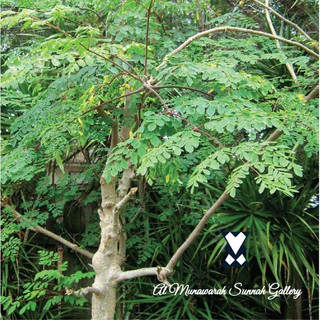 BATANG POKOK KELO ORIGINAL | Shopee Malaysia