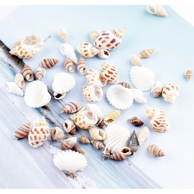 Natural Sea Shell DIY Resin Fillings Small Conch Shell Mixed Beach Seashells Resin Filler Seashell