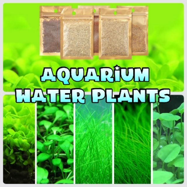 Aquarium Water Plants Shopee Malaysia