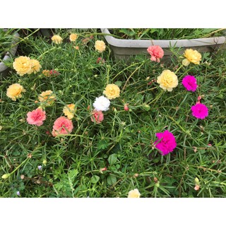  BUNGA  ROSE  JEPUN MOSS  ROSE  JENIS CARNATION BUNGA  PUKUL 