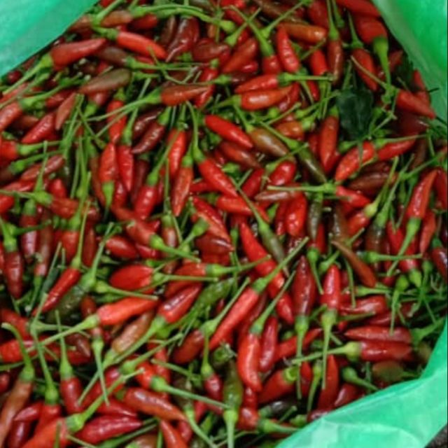 Cili Padi Sabah Original 1kg Shopee Malaysia