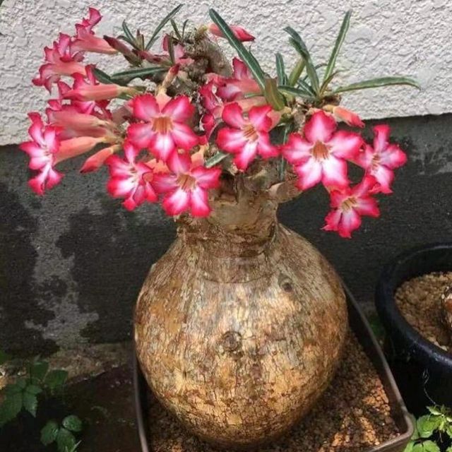 Baby Adenium Obesum 沙漠玫瑰 富贵花小苗 Rare Succulent Castus Supply 稀有多肉植物 仙人掌批发 Shopee Malaysia