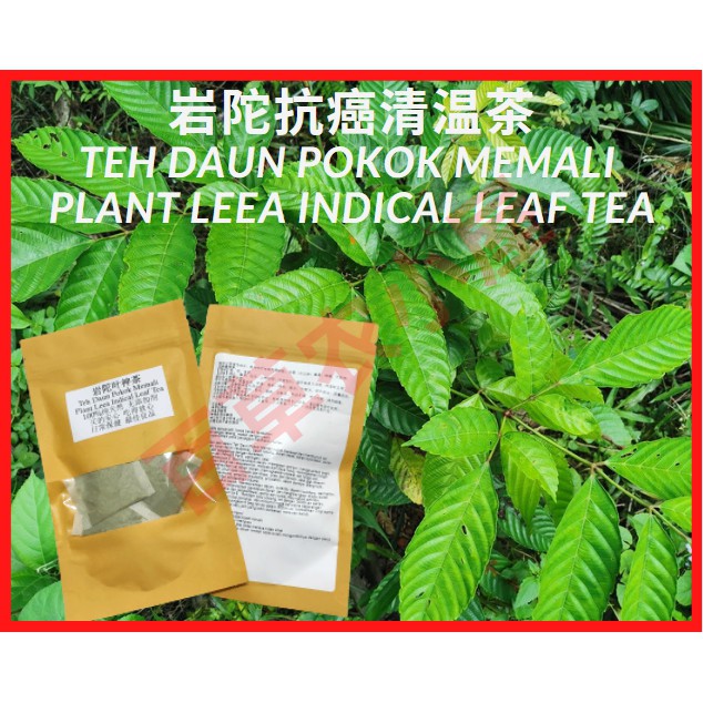 Buy 岩陀抗癌清温茶 10 Teabags Teh Daun Pokok Memali Plant Leea Indical Leaf Tea 清血 抗癌 抗菌 抵抗力 免疫力 清热解毒 解热 清血 止咳祛痰 增血小板 红血球 岩陀茶