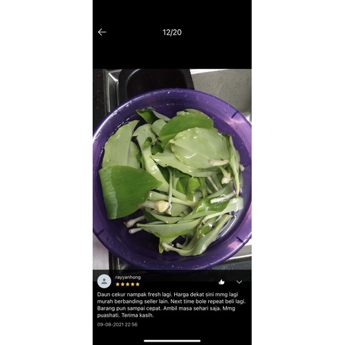 Ulam Cekur/ Daun Cekur Muda 100g | Shopee Malaysia