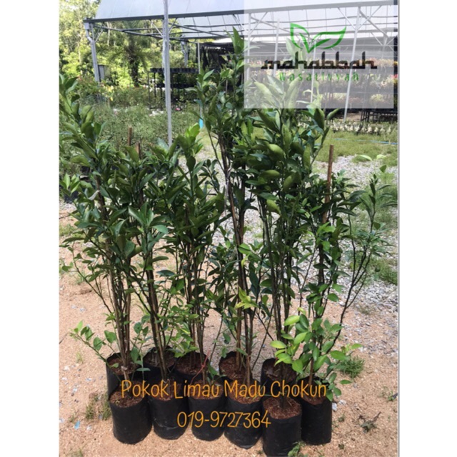 Pokok Limau Madu Hybrid  Shopee Malaysia