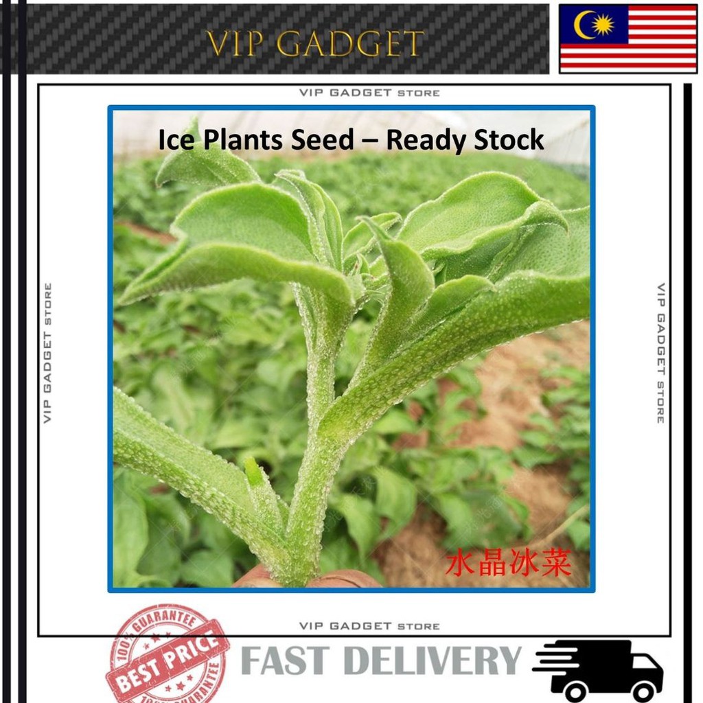 Ship In 24 Hrs Ice Plant Seed Benih Sayur Ice Plant Dari Afrika Shopee Malaysia