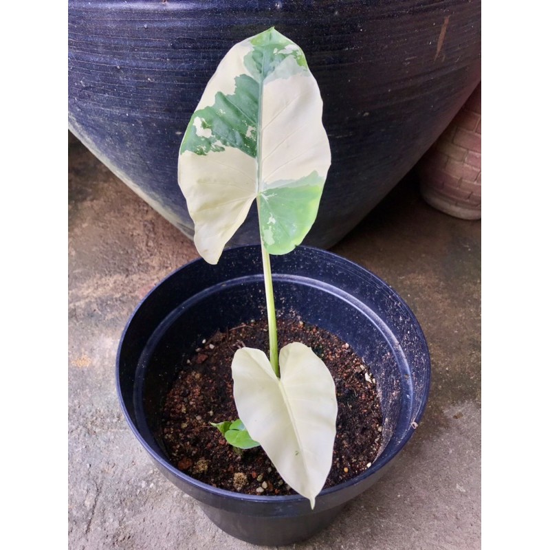 Buy Keladi Albino Alocasia Macrorrhiza Variegata Buy Keladi Albino Alocasia Macrorrhiza Variegata