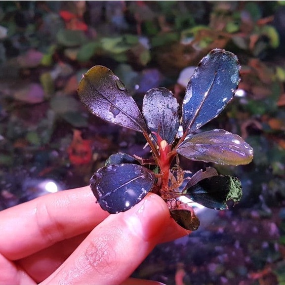 売れ筋がひ新作！ sp. Bucephalandra “brownie ”【水中葉】 helena 魚